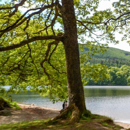 Blick durch eine Baumgruppe auf einen See